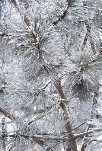 pine branch and needles in snow HDR image