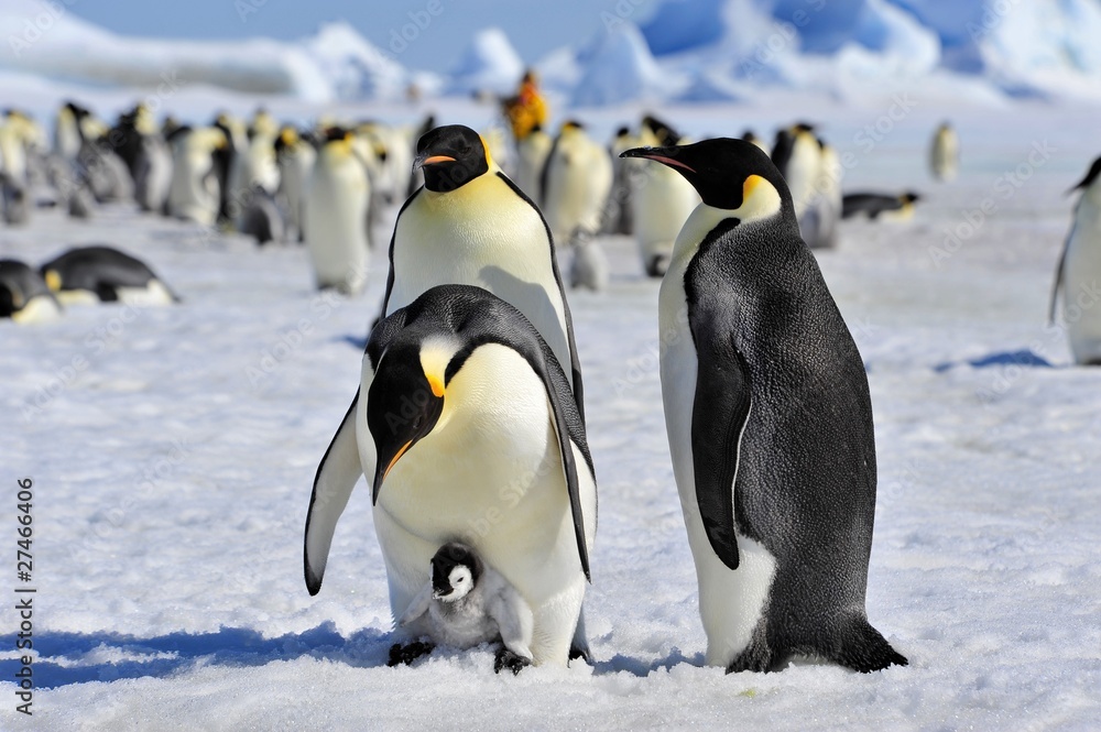Obraz premium Emperor Penguin