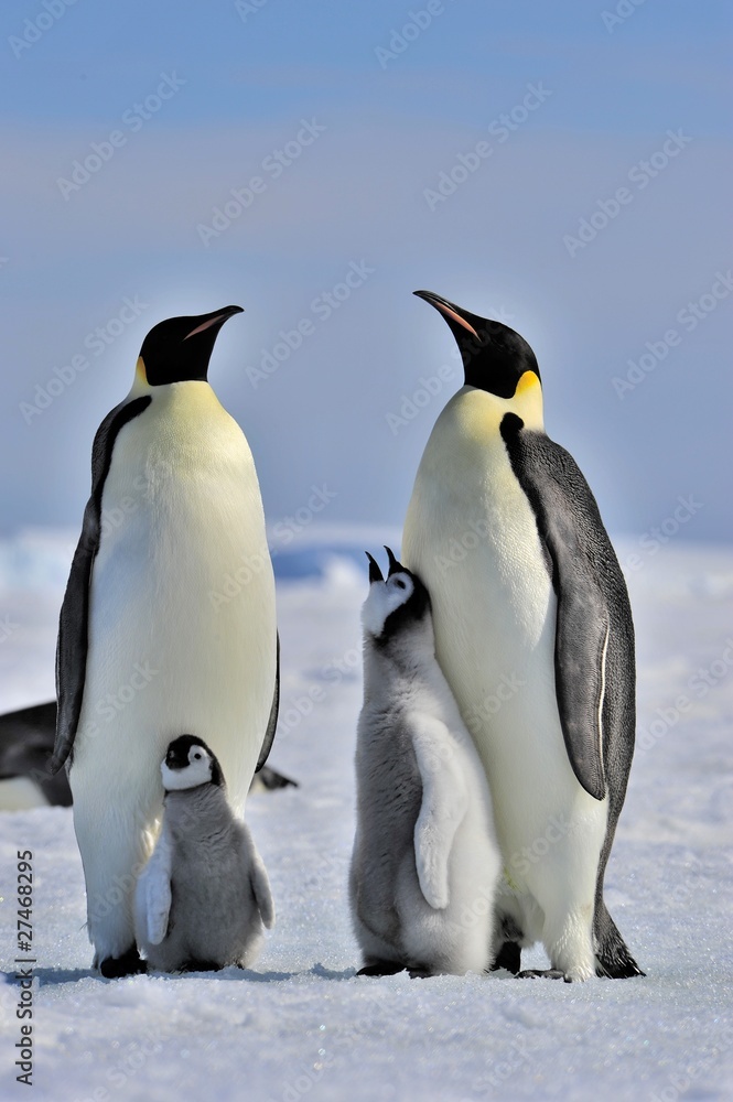 Fototapeta premium Emperor Penguin