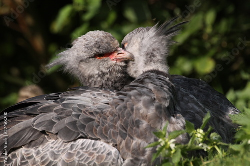 Tschaja  Halsband-Wehrvogel 