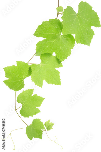 grape leaves isolated