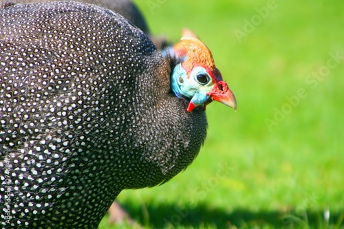 Guinea Fowl