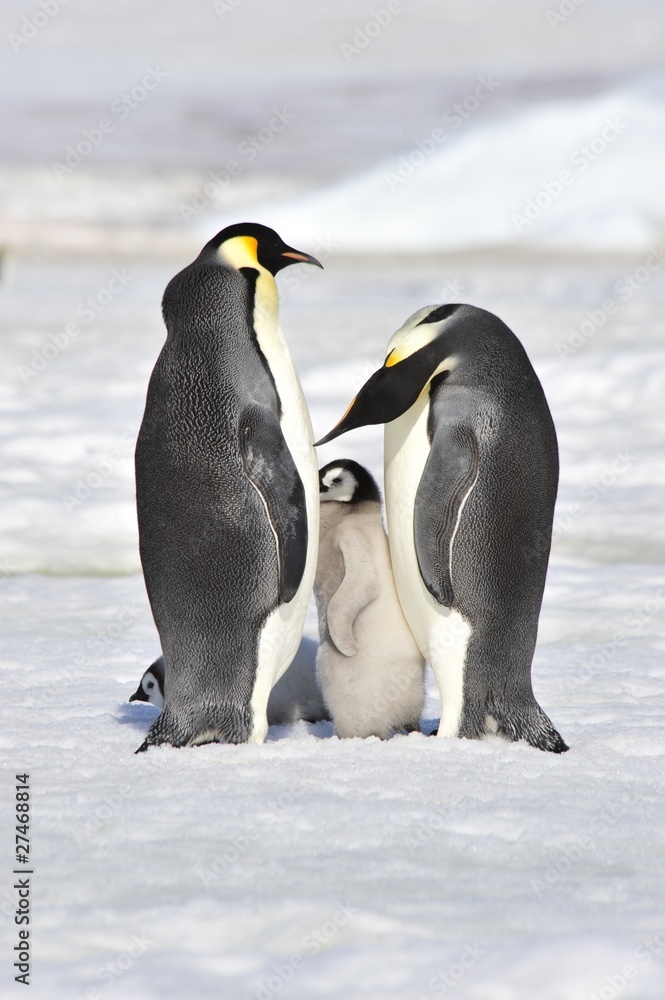 Obraz premium Emperor Penguin