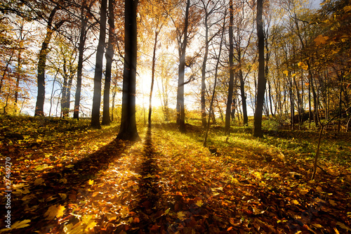 Herbstlicher Wald im Gegenlicht