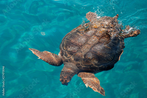 Photos Sea turtle