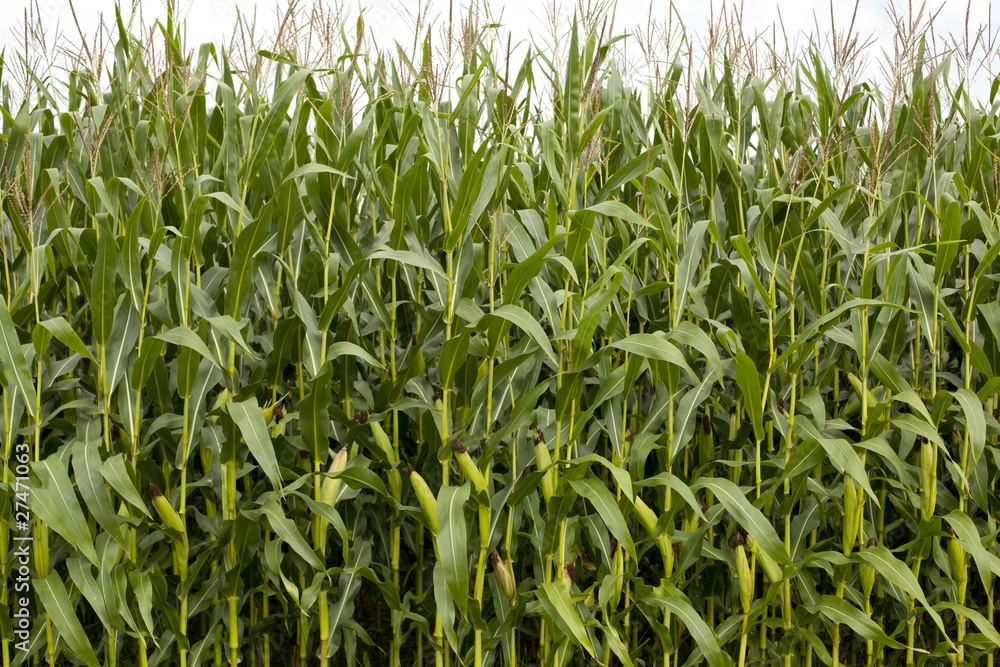 Fototapeta premium Textur Mais