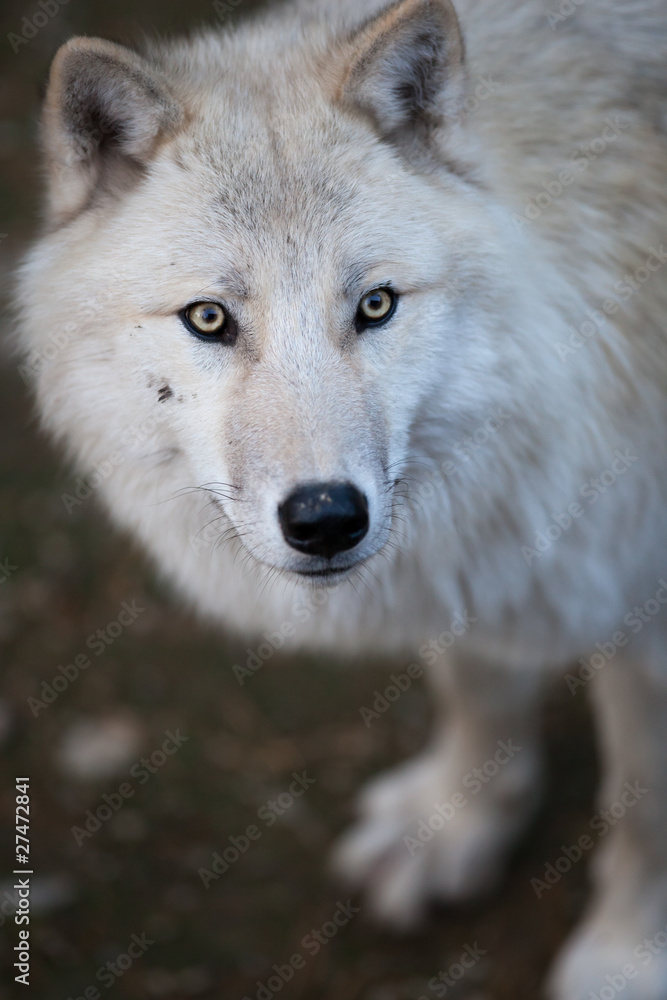 Arctic Wolf (Canis lupus arctos) aka Polar Wolf or White Wolf - Arctic Wolf (Canis lupus arctos) aka Polar Wolf or White Wolf -
