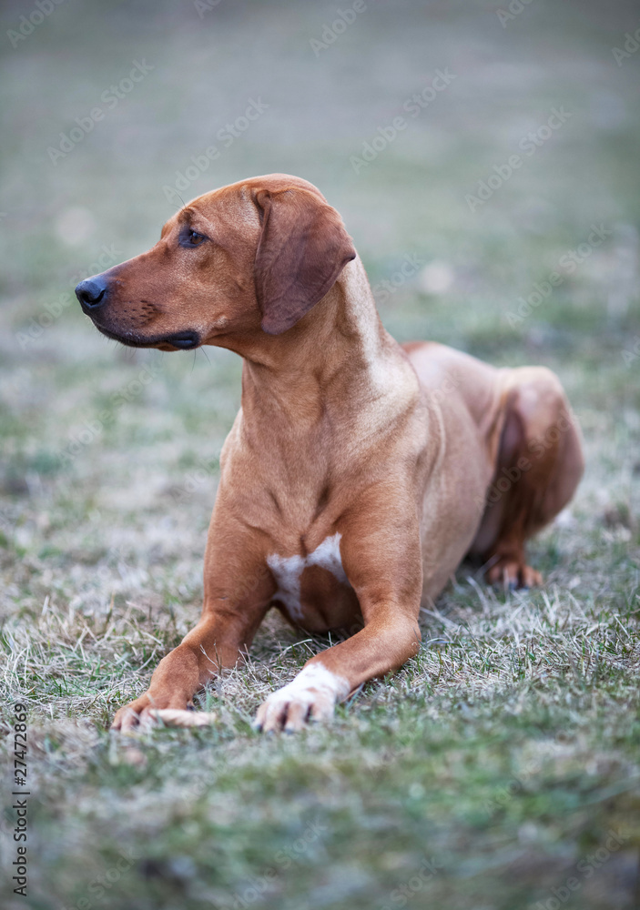 rhodesian ridgeback dog