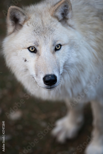 Fototapeta Naklejka Na Ścianę i Meble -  Arctic Wolf (Canis lupus arctos) aka Polar Wolf or White Wolf -
