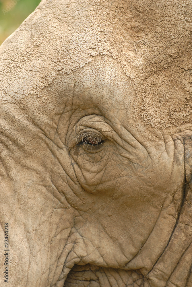 Obraz premium African Elephant