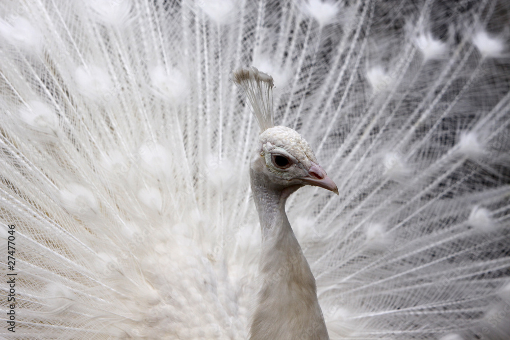 Fototapeta premium Weisser Pfau