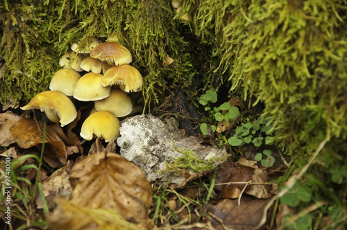 Otoño ventoso en el bosque de Leurtza (Navarra)