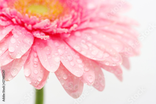 pink gerbera