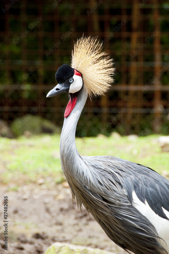 Fototapeta premium Crowned crane