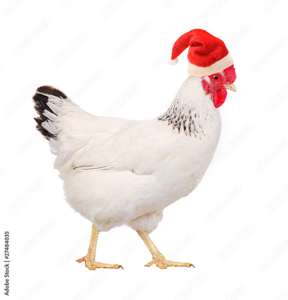 Hen in a Santas hat.