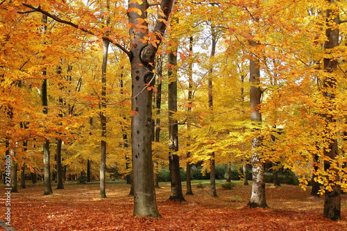 Autumn park with trees turning colours
