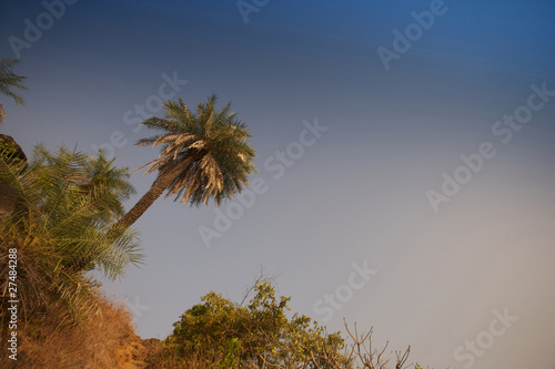 palm tree photo