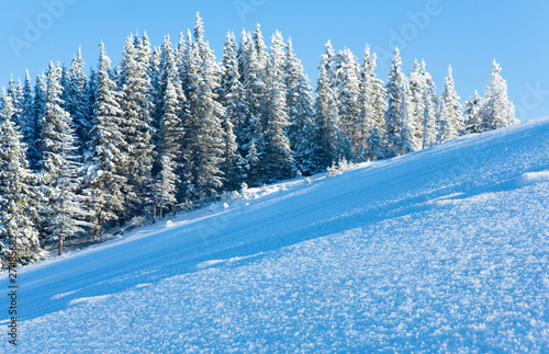 Fototapeta Snow surface on mountainside and fir forest behind.