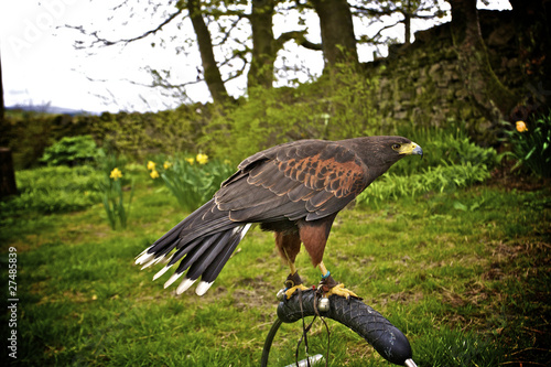 bird of prey on a guantlet