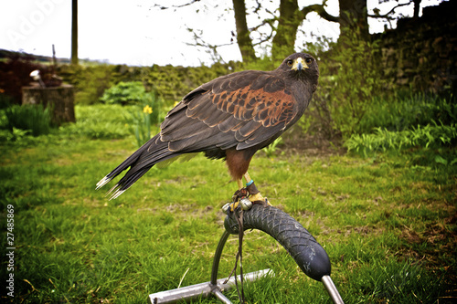 bird rescue photo