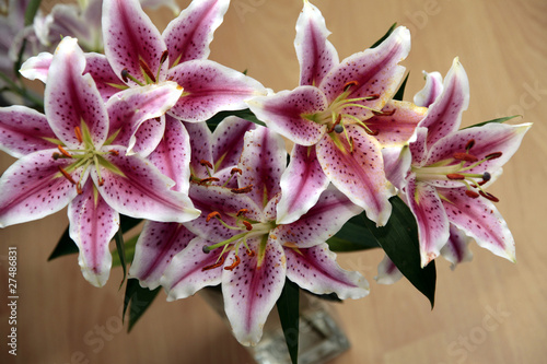 Fototapeta Naklejka Na Ścianę i Meble -  Lilien