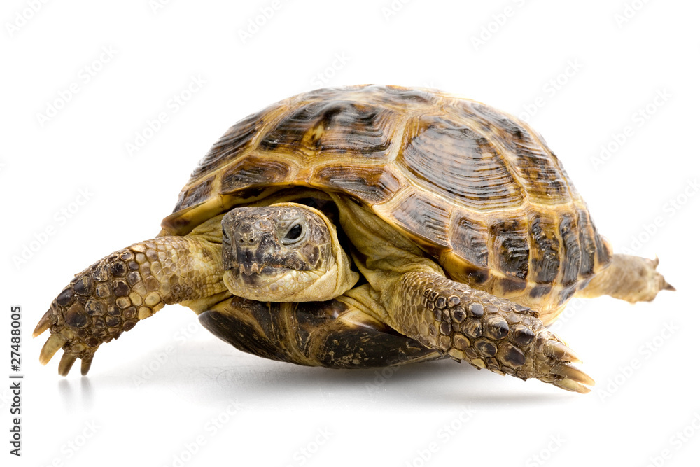 Naklejka premium turtle