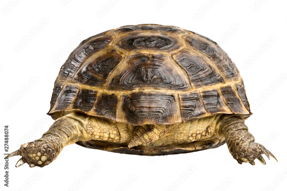 Naklejka premium turtle back