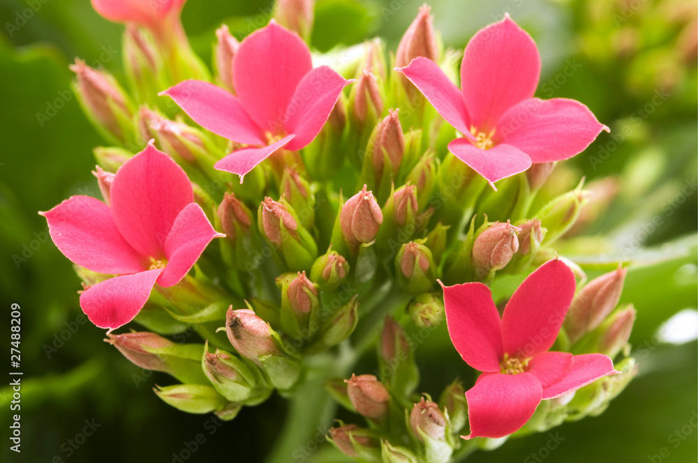 Obraz premium Kalanchoe blossfeldiana