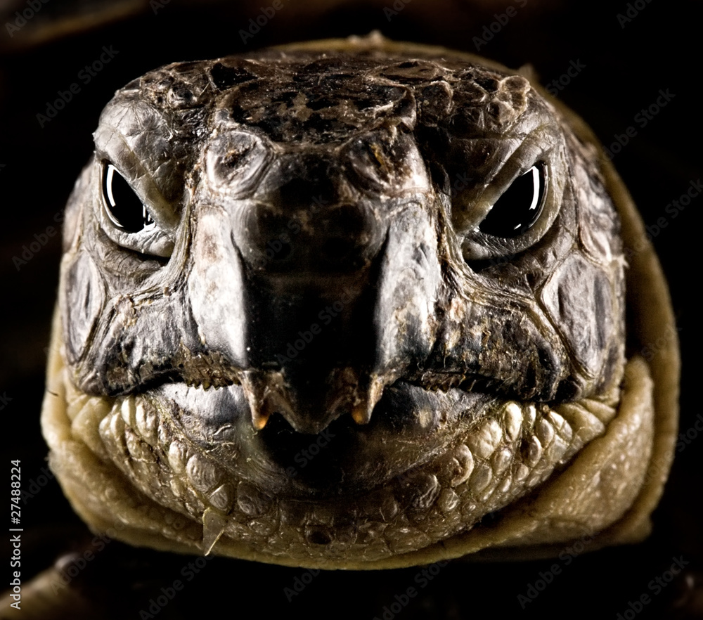 turtle portrait