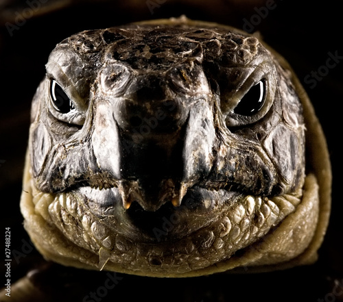 Obraz na płótnie turtle portrait w salonie