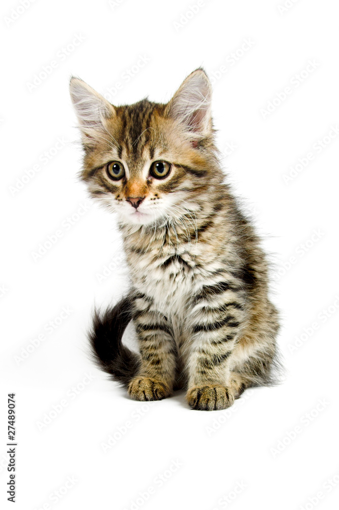 Siberian kitten Siberian kitten
