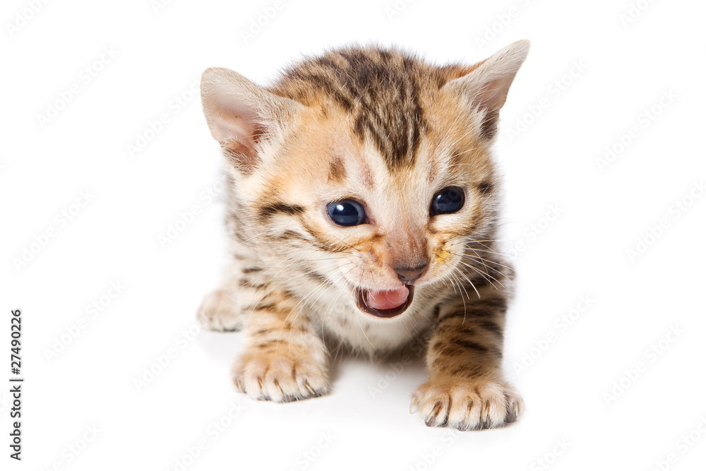Obraz premium Bengal kitten on white background