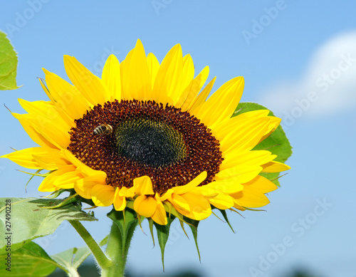 Fototapeta Naklejka Na Ścianę i Meble -  Sonnenblume blauer Himmel - Sunflower blue Sky