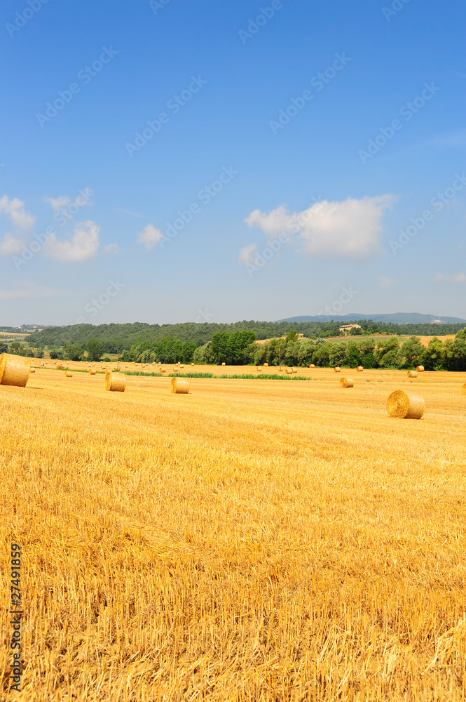 Fototapeta premium Tuscany Landscape