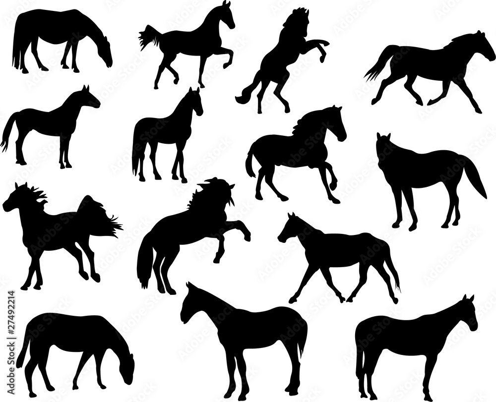 Fototapeta collection of high quality horse silhouettes - vector
