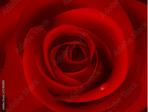 Macro image of dark red rose with water droplet. Vector.
