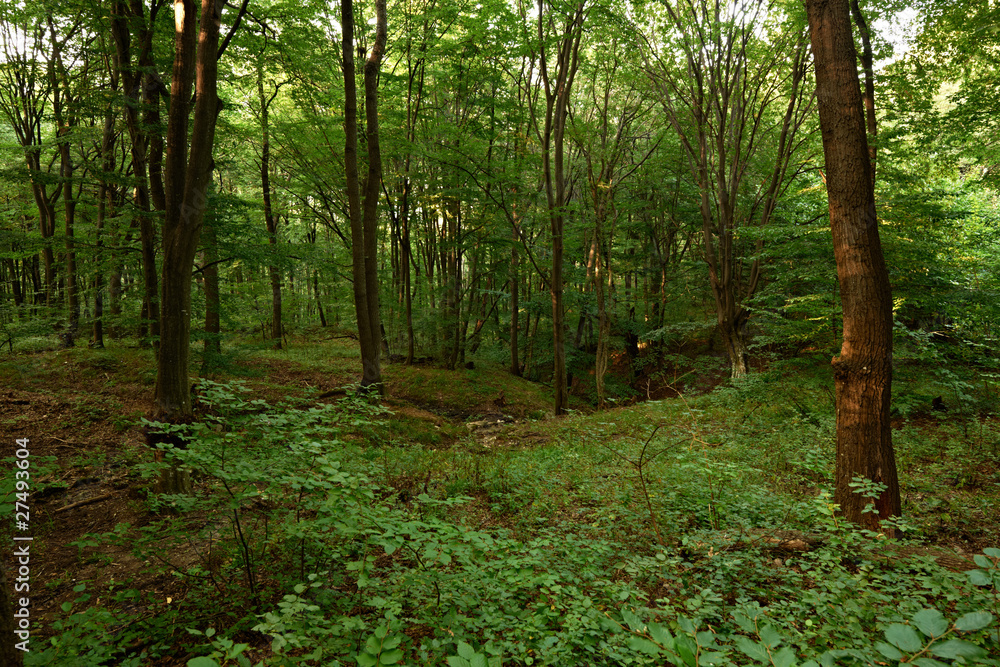 Oak forest Oak forest