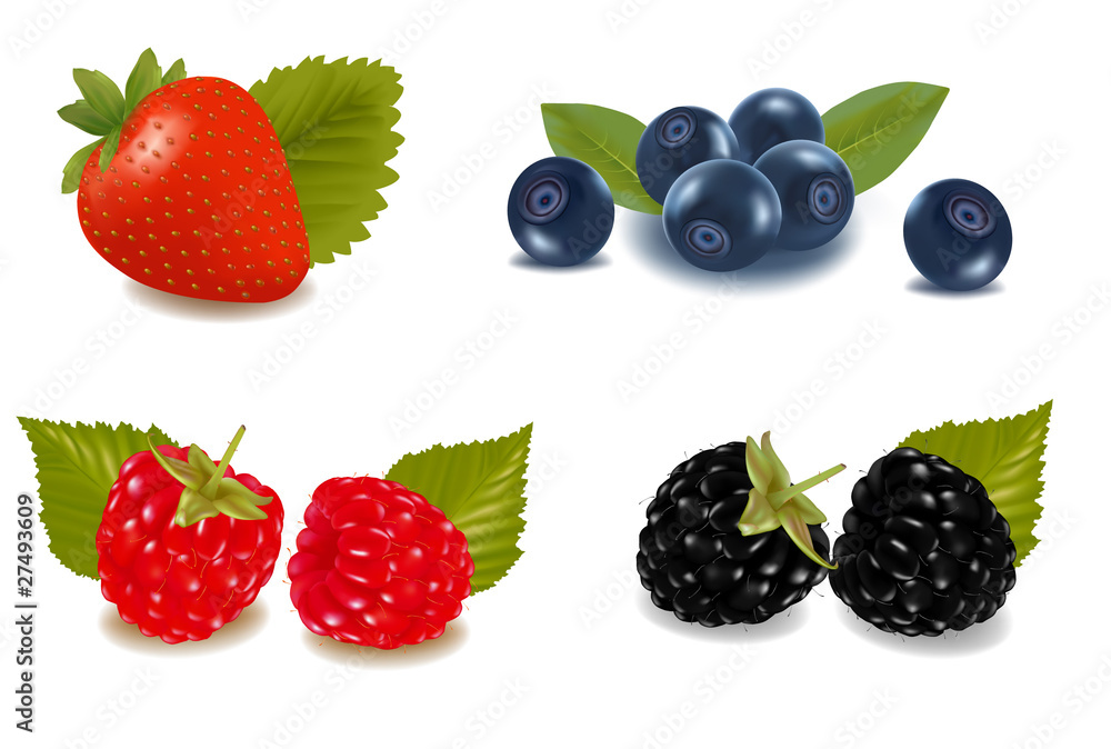 Group of berries. Vector. Group of berries. Vector.
