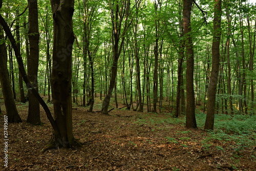 European oak forest