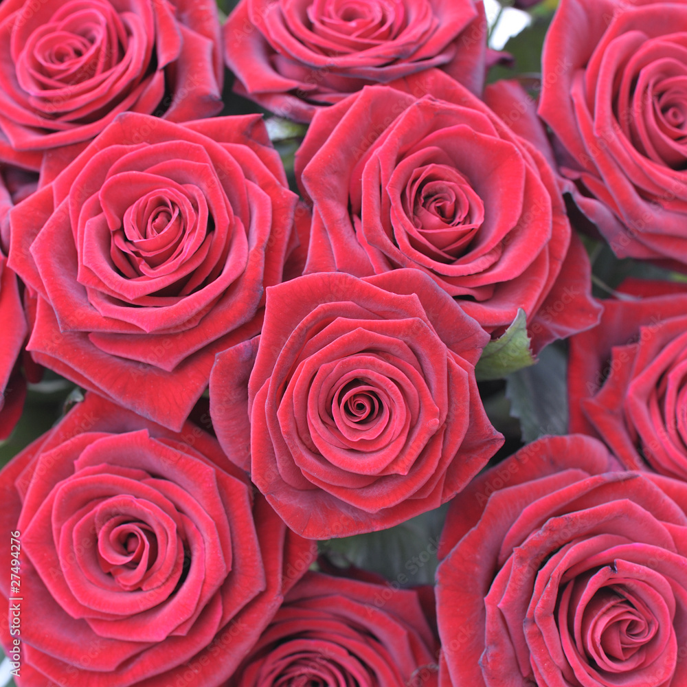 rote Rosen rote Rosen