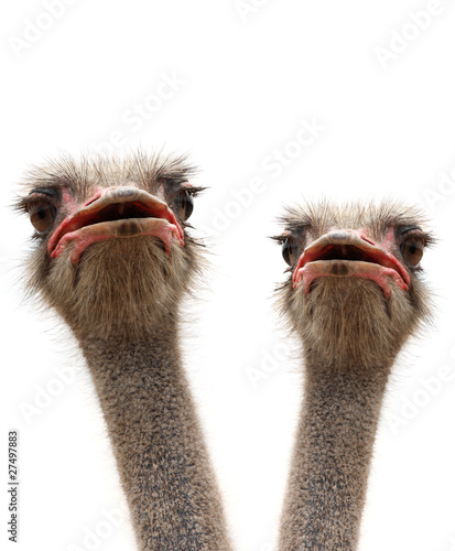ostriches isolated