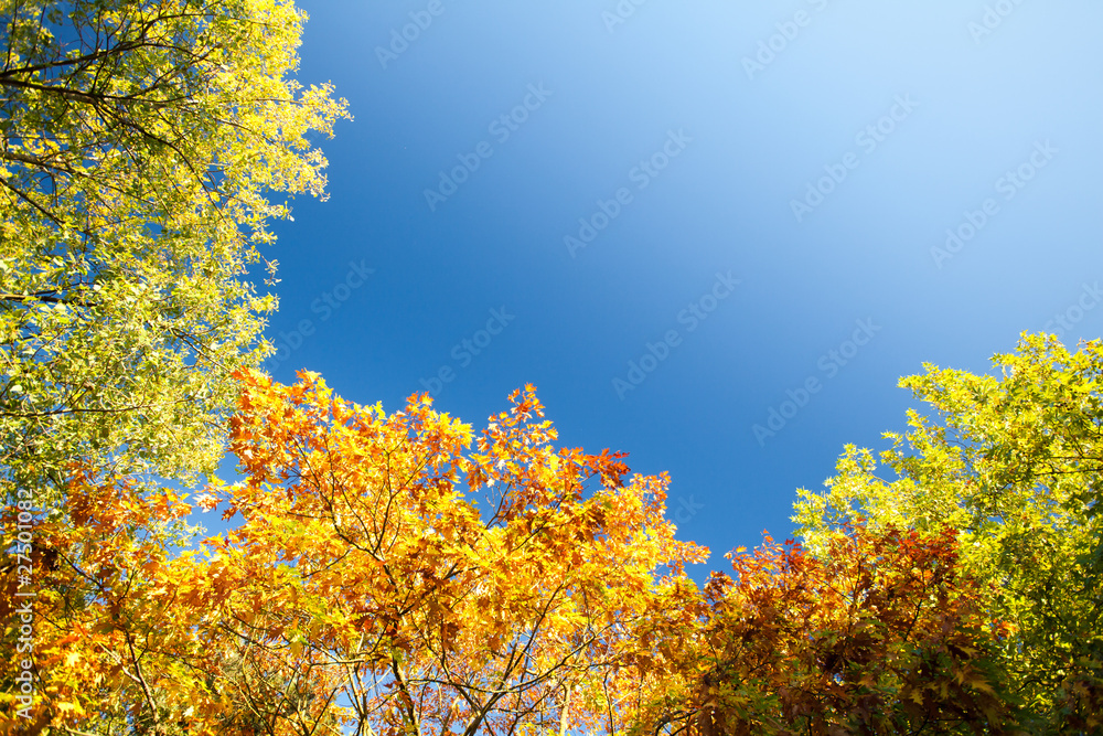 English oak trees in Autumn