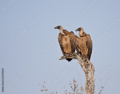 Two vultures in a tree sitting in the sun