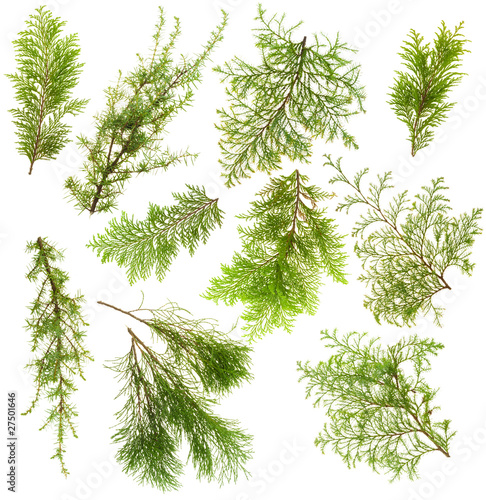 Evergreen plants branches isolated set
