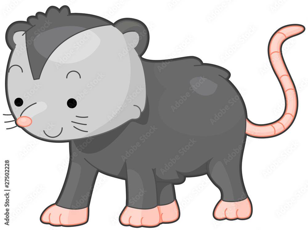 Fototapeta premium Opossum