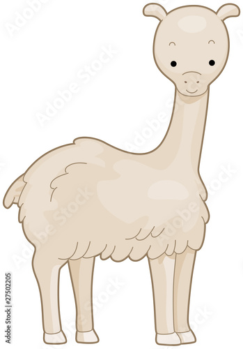 Llama