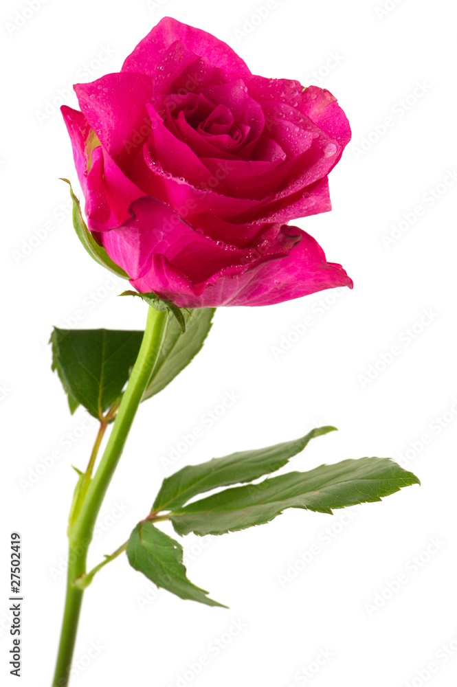 Naklejka premium Single rose