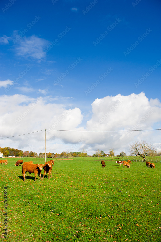 Fototapeta premium French cows