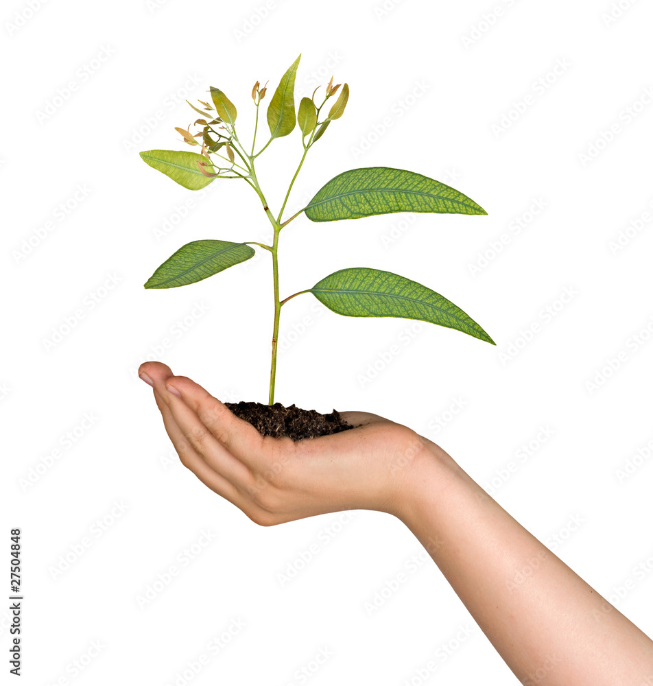 sprout in palm as a symbol of nature protection sprout in palm as a symbol of nature protection