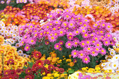 Valokuva Colorful chrysanthemums growing in the garden